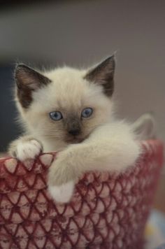 a white kitten with blue eyes sitting in a red basket