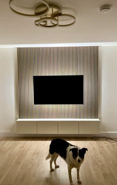 a black and white dog standing in front of a flat screen tv on a wall