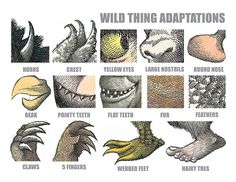 an image of different types of wild animal's feet and their names in english