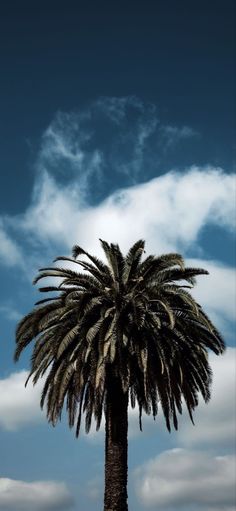 a tall palm tree sitting under a cloudy blue sky