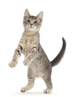 a small kitten standing on its hind legs