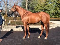 a man standing next to a brown horse on top of a parking lot with trees in the background