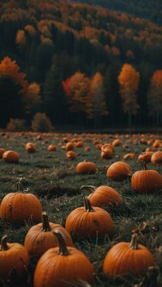 a field full of pumpkins sitting on top of a grass covered field with trees in the background