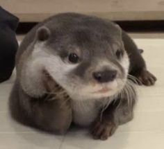 an otter is sitting on the floor and looking at the camera with its mouth open