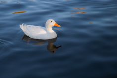 a white duck floating on top of a body of water