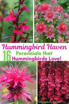 pink flowers with the words hummingbird haven on them and pictures of them in different colors