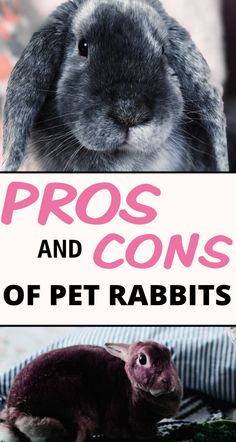 a rabbit with the words pros and cons of pet rabbits