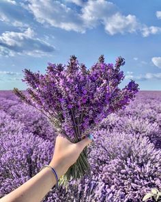 a person's hand holding up a bunch of lavender flowers