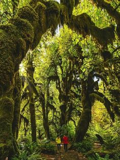 Hoh Rainforest, Weird Trees, Alpine Forest, Olympic National Park Washington, Dream Places, National Parks Trip, Olympic National Park, Travel Trip, Best Hikes