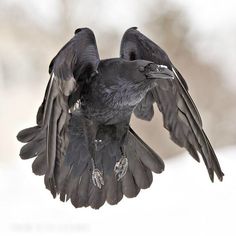 a large black bird flying through the air