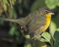 a small bird perched on top of a leafy branch