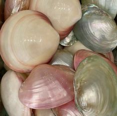 several seashells are arranged together in a pile