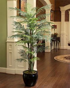 a potted plant sitting on top of a hard wood floor next to a doorway