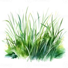 watercolor painting of green grass on white background