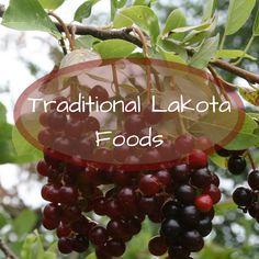 berries hanging from a tree with the words traditional lakeota foods above it and below