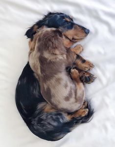 a small dog laying on top of a white blanket