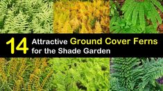 14 Attractive Ground Cover Ferns for the Shade Garden