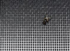 a fly sitting on top of a black and white net