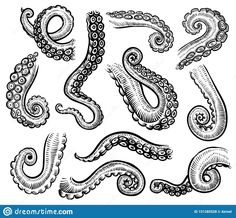 an octopus and other sea creatures in black and white stock photo - image 34978