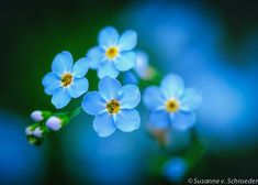 small blue flowers with green stems in the background