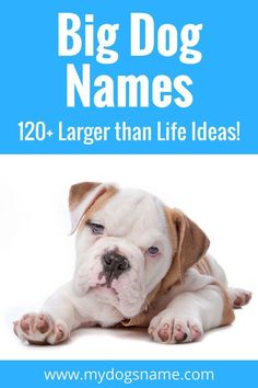 a white and brown dog laying on top of a blue book cover with the title, big dog names