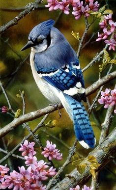 a painting of a blue jay perched on a branch with pink flowers