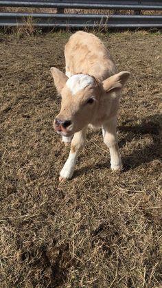 a baby cow standing on top of dry grass