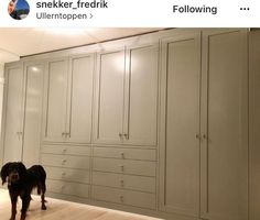 a black dog standing in front of a large white closet with lots of drawers on it