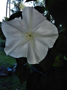 a large white flower is blooming in the dark