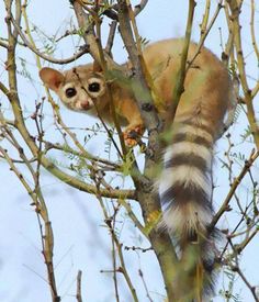 a cat climbing up the side of a tree with no leaves on it's branches