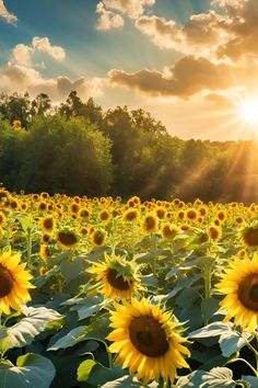 the sun shines brightly over a large field of sunflowers