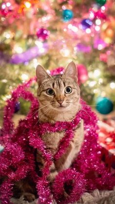 a cat sitting in front of a christmas tree with pink garland on it's neck