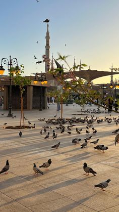 a flock of birds standing on the ground in front of a building with a clock tower