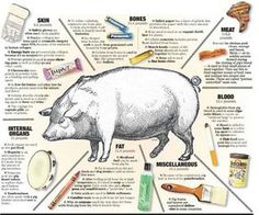 an animal's food and its ingredients are labeled in the diagram, including meat