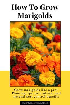 yellow and orange flowers with the title how to grow margolds