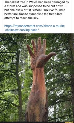 an image of a tree that has been carved to look like a hand