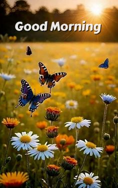 a field full of daisies and butterflies with the words good morning written on it