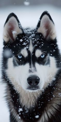 a black and white husky dog with blue eyes in the snow looking at the camera