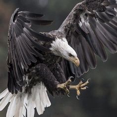 an adult bald eagle spreads its wings while perched on a branch