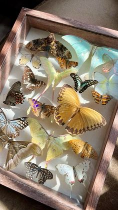 a display case filled with lots of yellow and brown butterfly's in different colors