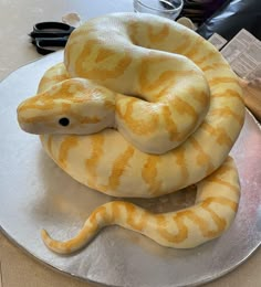 a yellow and white snake sitting on top of a metal plate