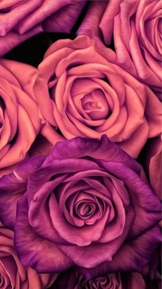 purple and pink roses are shown in this image, with the petals still blooming