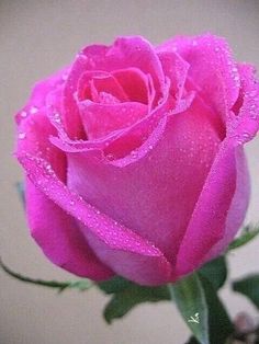 a pink rose with water droplets on it