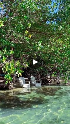 some chairs are sitting in the shallow water near trees and plants on the shore line