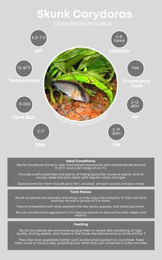 an info sheet with information about the different types of fish and their names on it