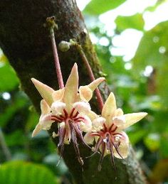 the flowers are blooming on the tree in the forest or jungle area with green leaves