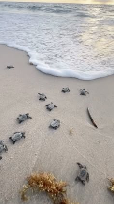 several baby sea turtles make their way to the ocean