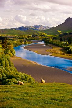 sheep grazing on the side of a river in an open field with mountains in the background