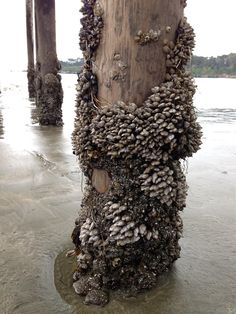 a tree trunk covered in lots of clumps on the water's edge