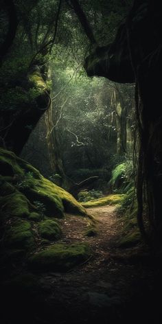 a path in the middle of a forest with moss growing on it's sides